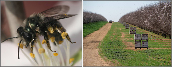 Wild insects, like this native bee (left), provide critical pollination services to crops like almonds, which cannot be replaced by managed honey bee hives (right). Photos: Bee on almond flower by Alex Klein; almond grove with hives by Saul Cunningham. 