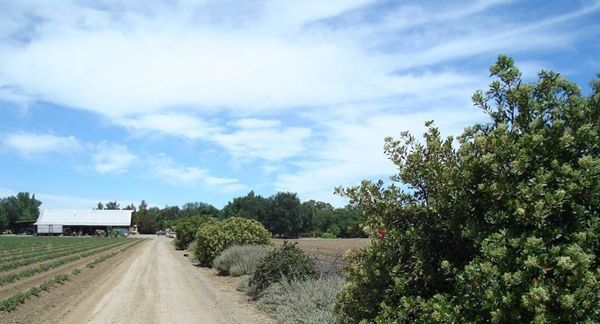 Hedgerow of native plants blooming next to tomato field in California, enhancing local field diversity and attracting pollinators. Photo: Lora Morandin.