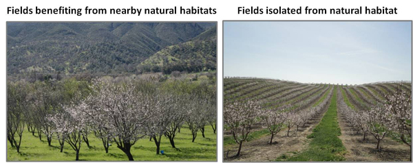 Almond orchards surrounded by natural or semi-natural habitats (left) versus those that are more isolated (right). Wild bees are more abundant and diverse on fields closest to natural habitats. Photos: Alex Klein and Claire Brittain. 