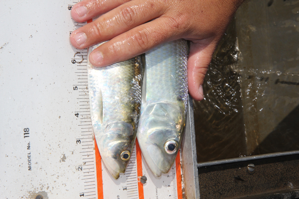 Researchers are closely monitoring Alabama shad to determine where they are migrating and spawning. Matt Miller/TNC