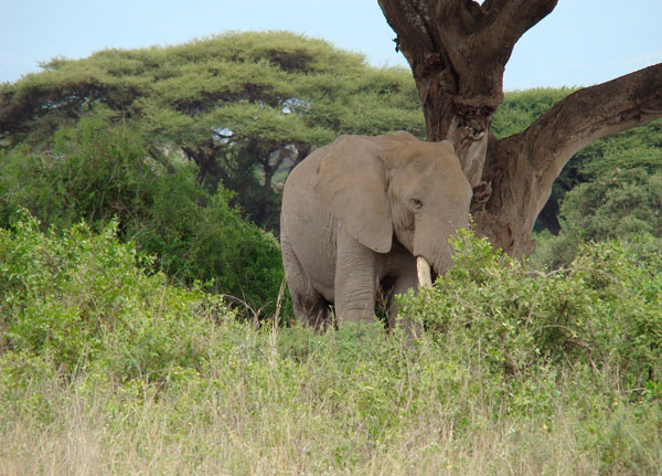 savannah elephant in Kenya