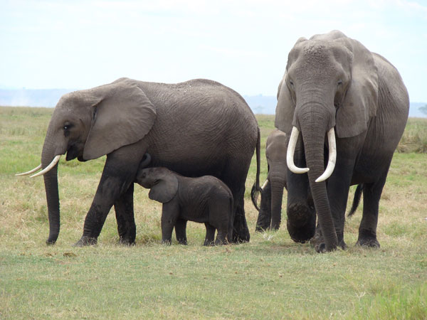 Elephants at Amboseli National Park in Kenya