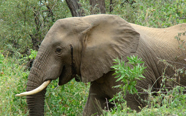 savannah elephant