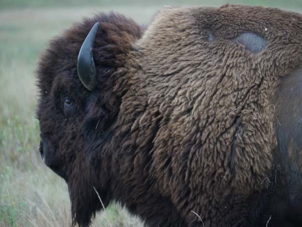 Shortay, one of the bison bulls at Ordway Prarie. Photo: Matt Miller/TNC