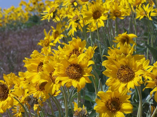 Record when you see flowers blooming for Project Bud Burst. Photo: Matt Miller/TNC