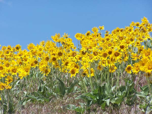 Balsamroot is blooming now in the Boise Foothills, an area of Idaho protected by citizen ballot measure, and open for all to visit and explore. Photo: Matt Milller/TNC
