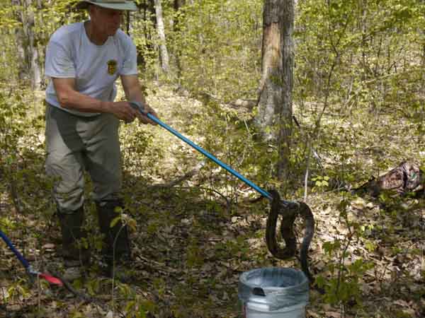 Biologist Doug Blodgett captures a large timber rattlesnake that we had previously passed without noticing. Photo: Matt Miller/TNC