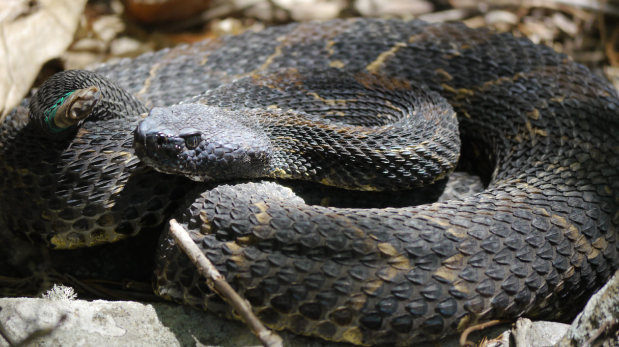 snake in the leaves