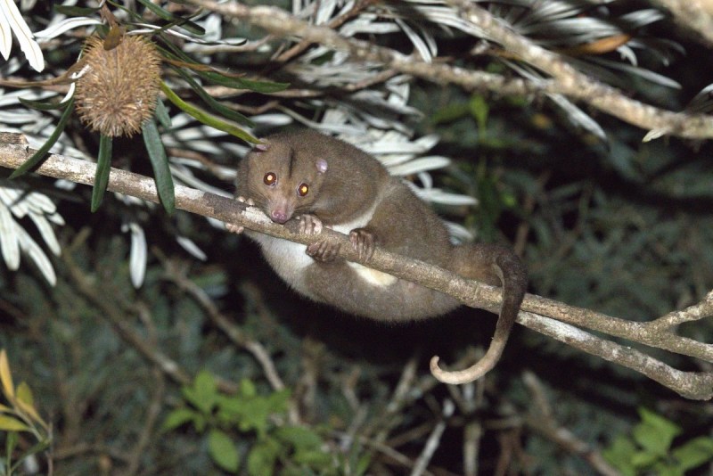 A mud-brown possum with a prehensile tail clinging to a branch.