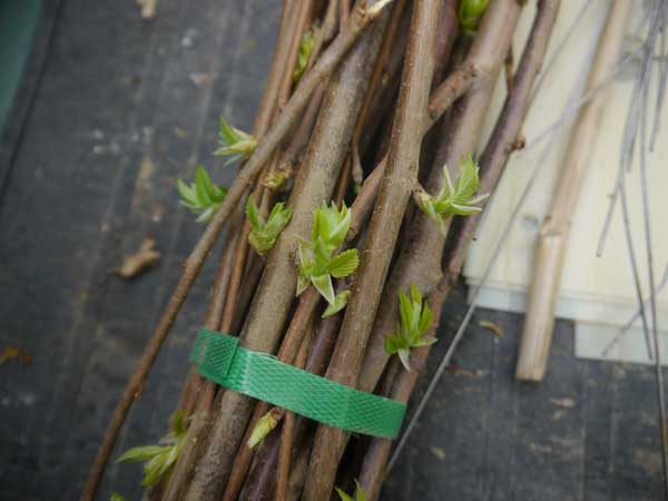 A bundle of elm cuttings to be planted at Bartholomew's Cobble near Sheffield, Massachusetts, a Trustees of Reservations preserve. Photo: Matt Miller/TNC