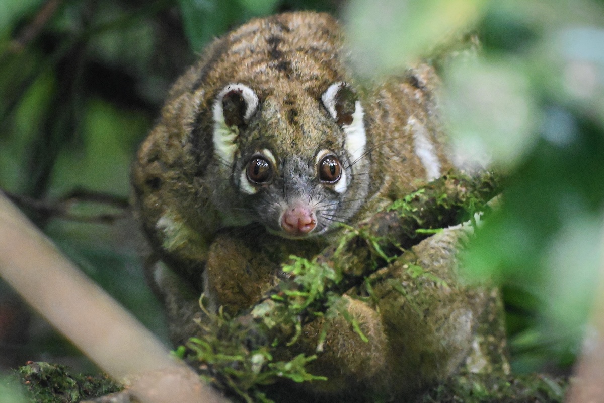 A chubby possum with green fur and white markings on it's face.