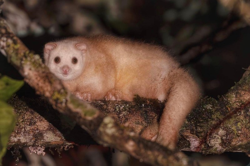 A creamy-white possum on a branch