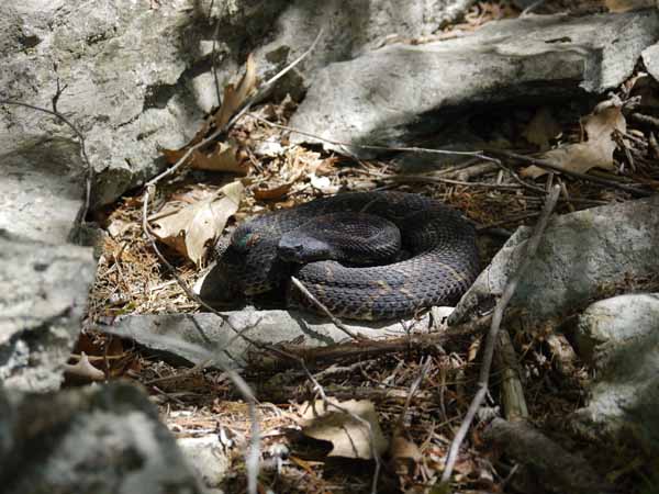 Give rattlesnakes some space, for your safety and theirs. Photo: Matt Miller/TNC