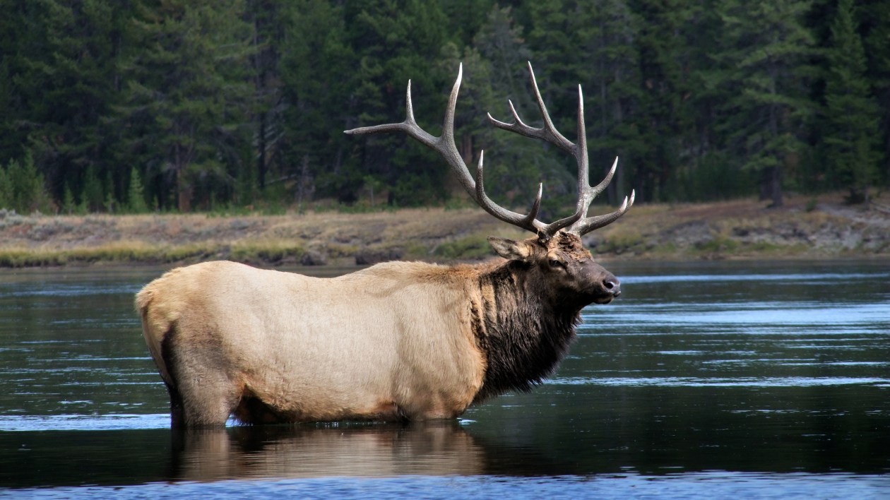 elk in a lake