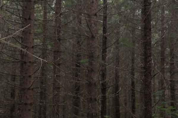 Walk through this? Nearly impossible. Foresters are cutting patches to let light to the forest floor, creating better habitat and greater diversity. Photo: Matt Miller/TNC