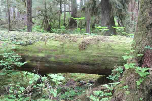 Old growth forest is characterized by diversity, including openings created by fallen trees. This diversity is critical for wildlife. Photo: Matt Miller/TNC