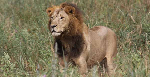 African lion. Photo: Matt Miller/TNC