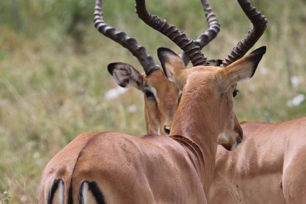 Impalas are found in large herds here. Photo: Matt Miller/TNC