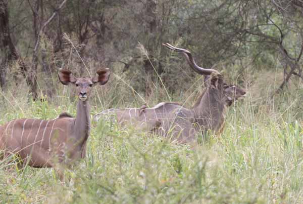 To see greater kudu in East Africa, you need to go off the beaten path. Photo: Matt Miller/TNC