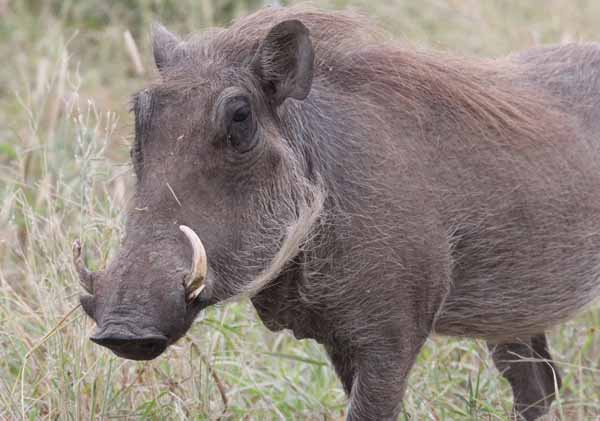 The warthog, a common species in Tanzania's national park. Photo: Matt Miller/TNC