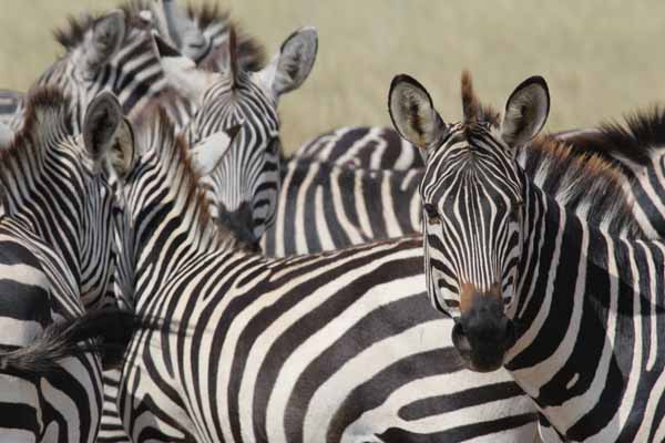 Zebras need land outside national parks for their migration. Photo: Matt Miller/TNC