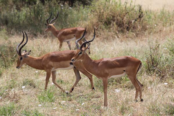 Encroachment from cattle grazing pushes out wildlife like impala that the Hadza rely on for food. Photo: Matt Miller/TNC