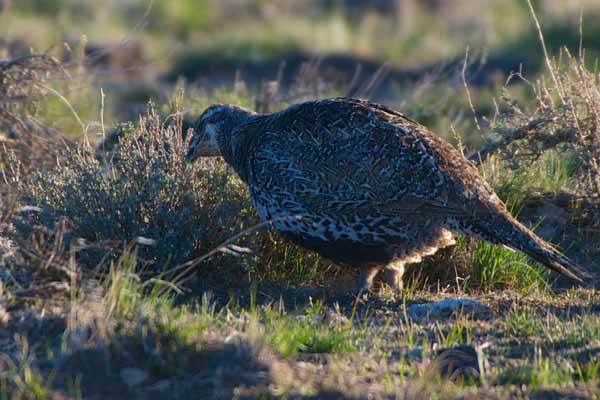 Sage grouse feed heavily on sagebrush. In fact, they need the shrub for nearly every aspect of their life history. Photo: Ken Miracle