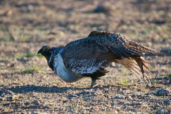 Sage grouse populations are plummeting, but 