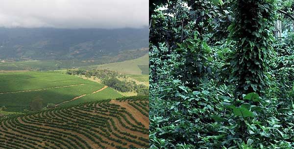 Traditional vs. shade grown coffee.