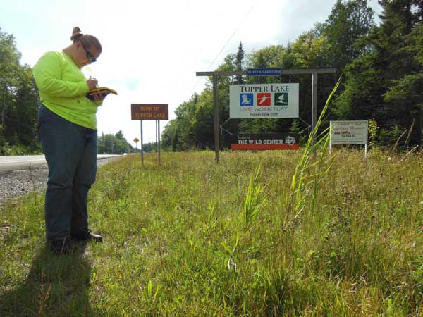 A member of the Adirondacks' Terrestrial Regional Response Team records a single Phragmites plant. Someone will be dispatched immediately to control it. Photo: Brendan Quirion/TNC