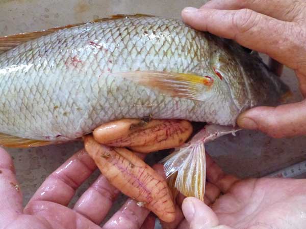 Mature gonads of an emperor fish caught for the Palau Stock Assessment Project. Credit: Andrew Smith.