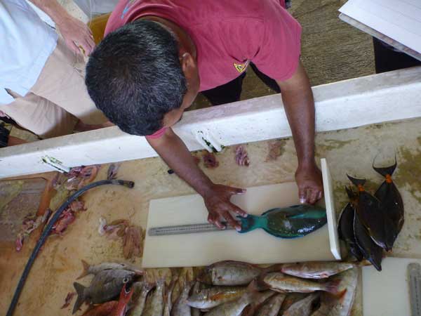 Measuring fish length as part of the Palau Stock Assessment Project. Credit: Andrew Smith 