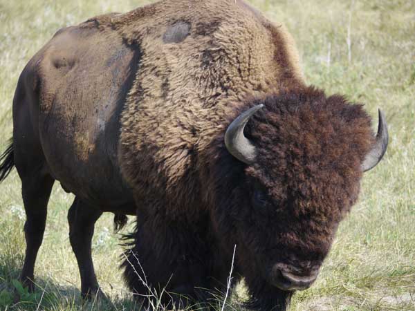The bull named Shortay. In the absence of older bulls, his unconventional charging tactics worked. Photo: Matt Miller/TNC