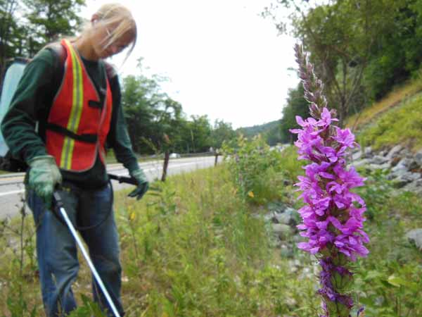 A member of the team prepares to spray purple loosestrife, a highly invasive plant that chokes out wetland habitat. Photo: Hilary Smith/TNC