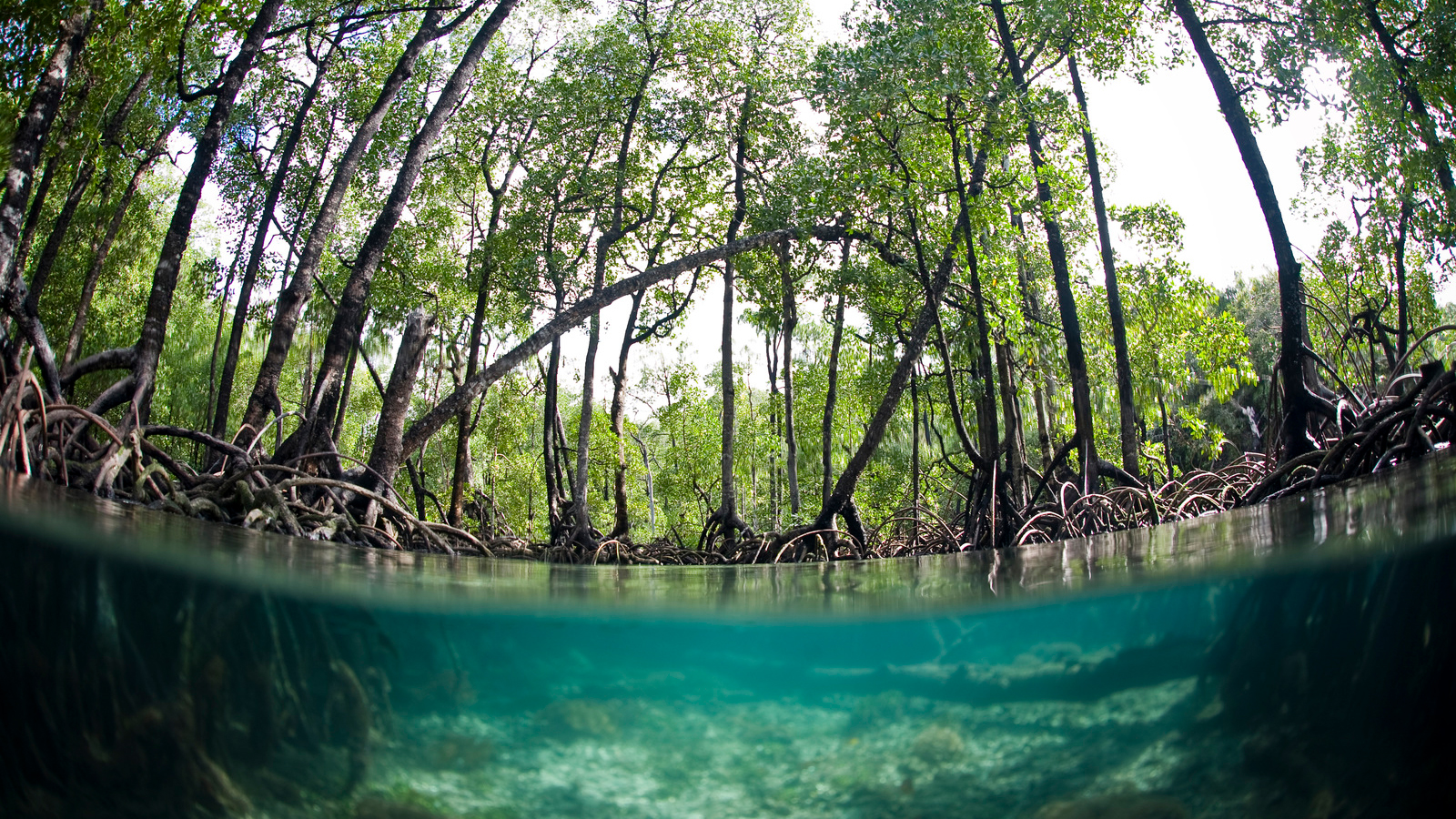 Freshwater Swamp Forests – Forest Types Around the World - WorldAtlas