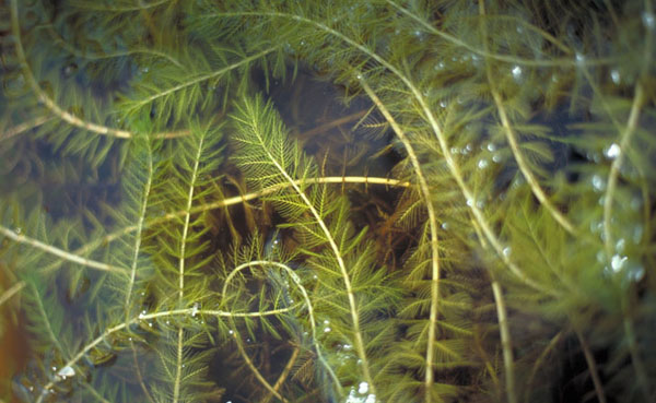 Eurasian watermilfoil forms dense mats in lakes, choking out native vegetation and wildlife habitat. Photo: Wisconsin Department of Natural Resources
