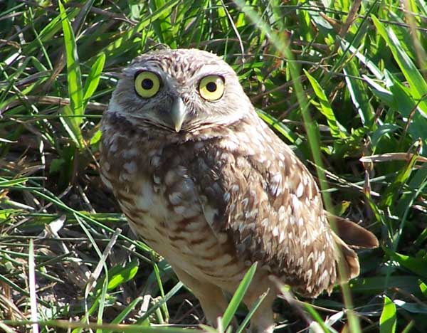 Weird Nature: An Owl That Uses Dung Tools