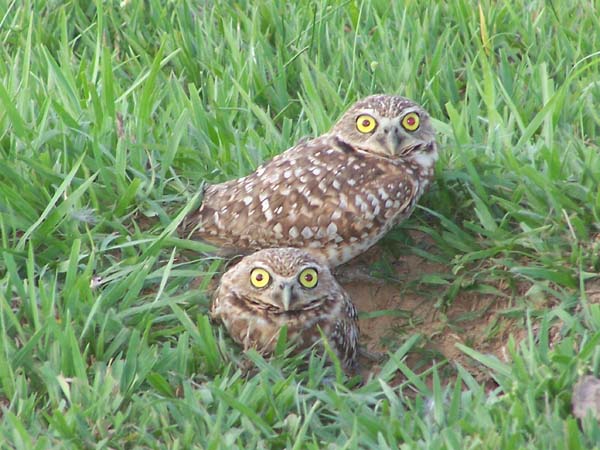 Burrowing owls use dung to attract beetles to their burrows. Photo: Matt Miller/TNC