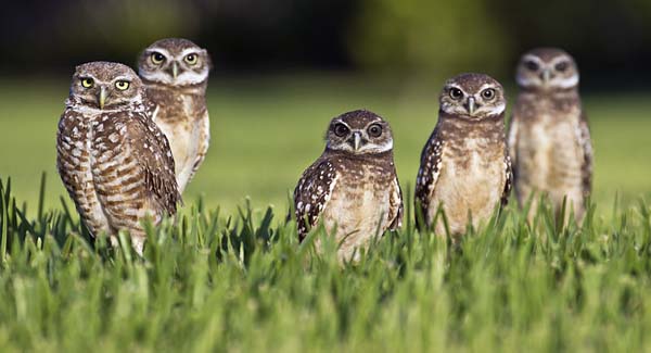 Burrowing owls are incredibly cute. They're also effective tool users. Photo: Flickr user travelwayoflife under a Creative Commons license.