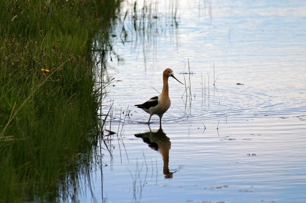An avocet in a wetland. Photo Credit: Ken Miracle.