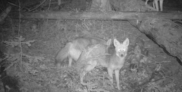 Coyotes also frequent Boundary Creek, as evidenced by these camera trap photos. Photo courtesy: Idaho Department of Fish & Game
