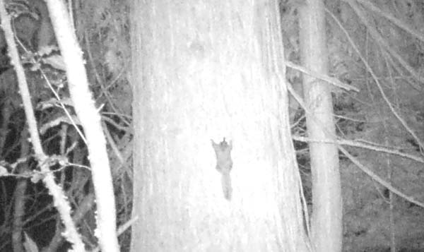Camera traps record small critters, too: like this northern flying squirrel. 