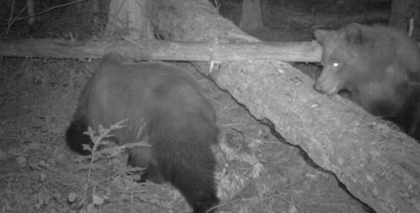 Grizzly bears using working forest at Boundary Creek, Idaho. Photo courtesy: Idaho Department of Fish & Game