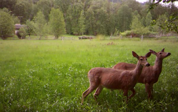 White-tailed deer are common on private, working lands in North Idaho. 