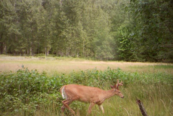 Another white-tailed deer.
