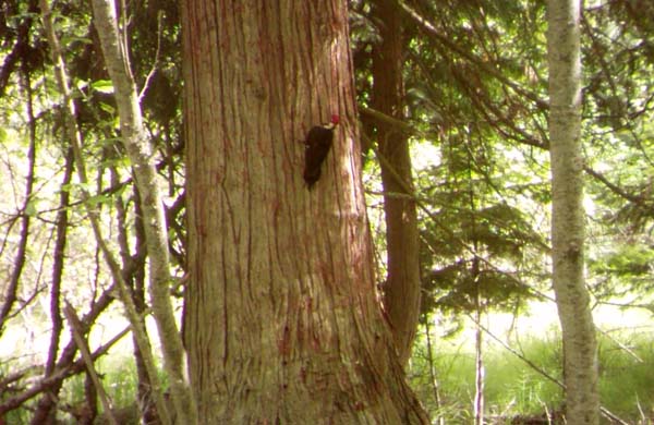 And birds: a pileated woodpecker.