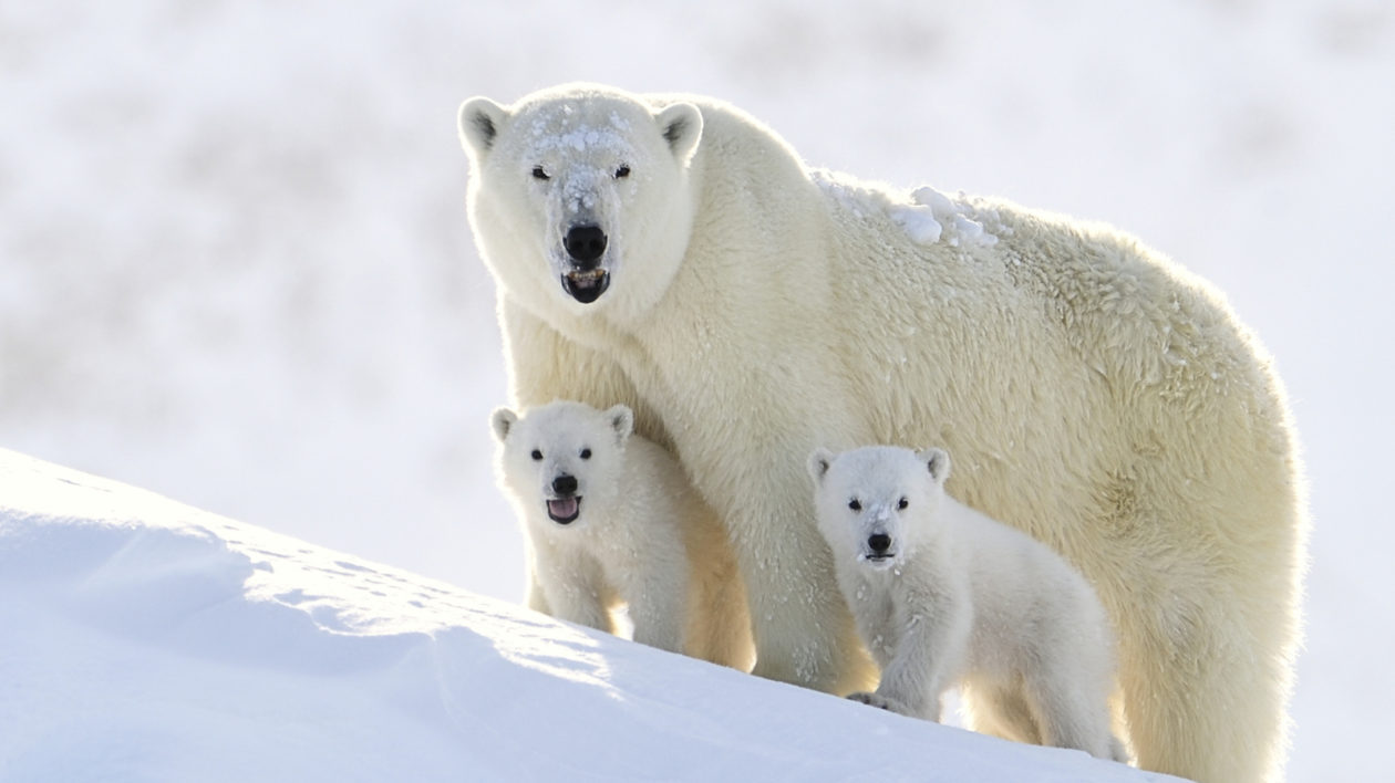 A polar bear with two cubs. 