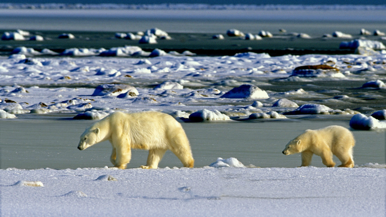 Climate change: Polar bears face starvation threat as ice melts