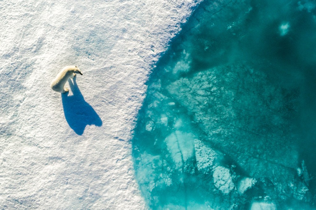 Aerial view of a polar bear on ice.