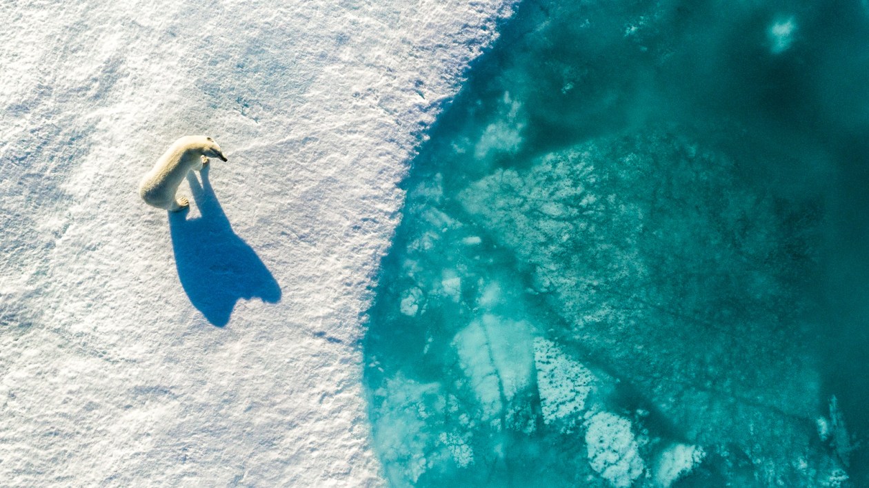 Aerial view of a polar bear on ice.